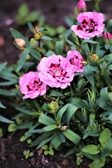 pink flowers in the garden