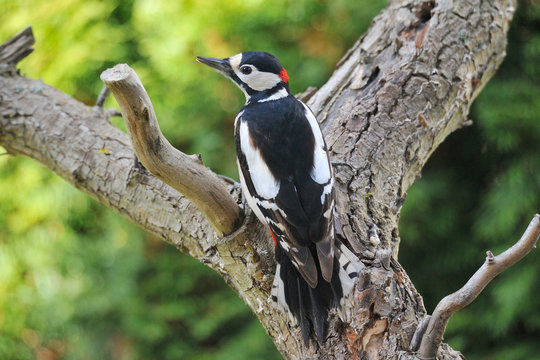 Buntspecht bei der Futtersuche