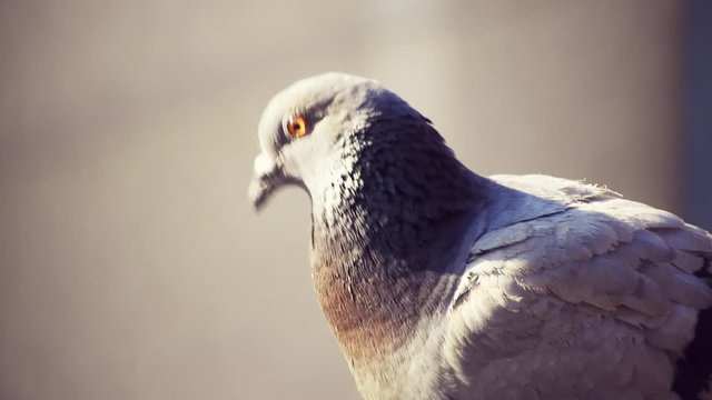 Dove standing and looking confused. Grey Pidgeon 