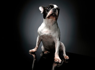 Studio shot of a lovely french bulldog