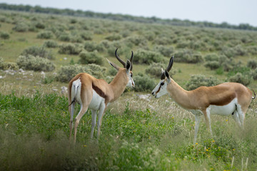 Springbok in der Etosha Pfanne