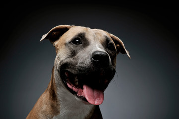 Studio shot of a lovely Staffordshire Terrier