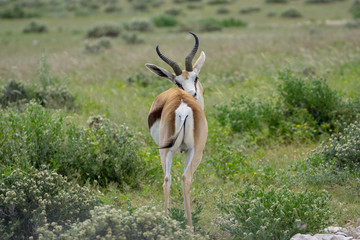 Springbok in der Etosha Pfanne