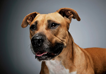 Studio shot of a lovely Staffordshire Terrier