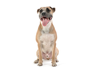 Fototapeta premium Studio shot of a lovely Staffordshire Terrier