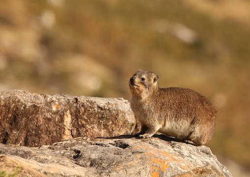 Cute little Rocky Hyrax or Dassie, soaking up the sun on a large rock on a winter's morning.
