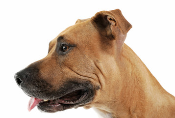 Studio shot of a lovely Staffordshire Terrier