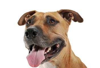 Studio shot of a lovely Staffordshire Terrier