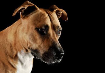 Studio portrait shot of a lovely Staffordshire Terrier