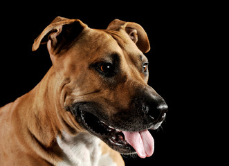 Studio portrait shot of a lovely Staffordshire Terrier