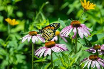 015-butterfly-wdsm-10jul19-12x08-008-500-1727