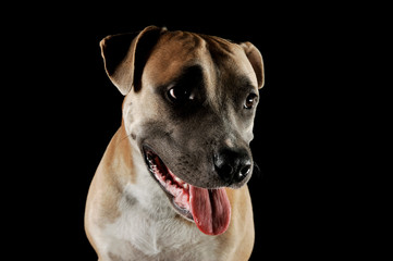 Studio portrait shot of a lovely Staffordshire Terrier