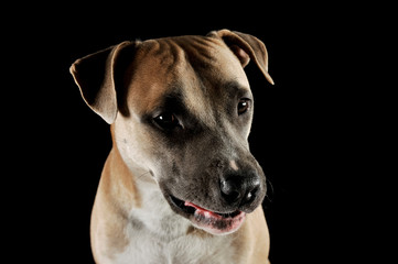 Studio portrait shot of a lovely Staffordshire Terrier