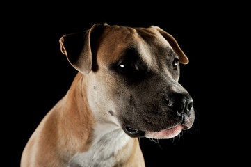 Studio portrait shot of a lovely Staffordshire Terrier