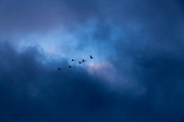 Swans flying in sky with dark overtone