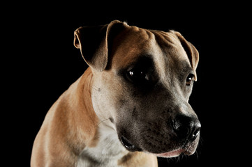 Studio portrait shot of a lovely Staffordshire Terrier