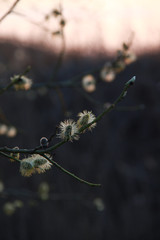 pussy willow branch close up