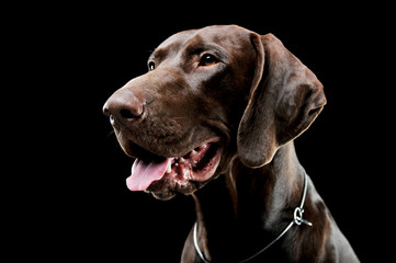 Studio headshot of a lovely deutsch kurzhaar