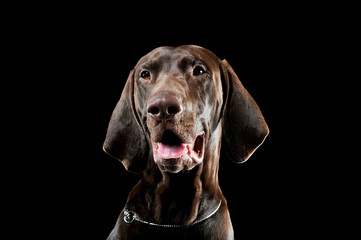 Studio headshot of a lovely deutsch kurzhaar