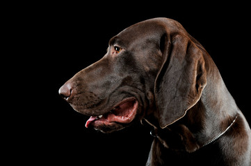 Studio headshot of a lovely deutsch kurzhaar