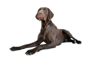 Studio shot of a lovely deutsch kurzhaar