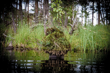 Small island in big-pool