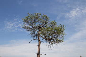 Pine tree in swamp
