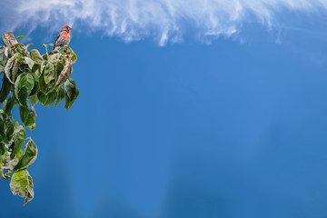 looking down at the world from up high on his perch