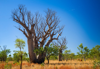 Boab tree at the dry season with blue sky at the Kimberleys - Western Australia