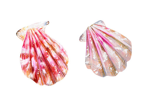 Set of two isolated sea scallops.