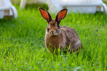Fototapeta na wymiar rabbit in the grass