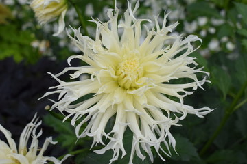 Dahlie - Nr. 3-8-19-028