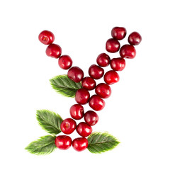 One English letter Y Alphabet of ripe cherries. Isolate on white background. Summer, healthy concept.