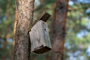 The House Wren. A tiny house wren pauses outside her home.