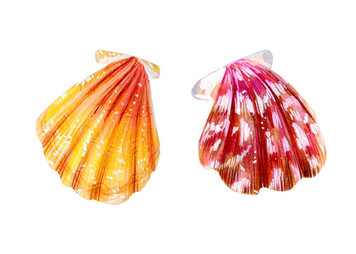 Set of two isolated sea scallops.