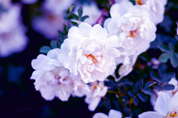 Lovely background made of white dog rose flowers, background for party cards and invitations, deep purple toned white roses