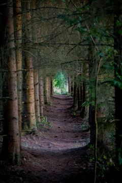Pathway between evergreen trees