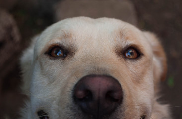 Primerisimo primer plano en animales