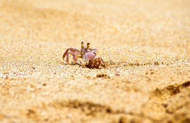 Crabs on the North Shore of Oahu, Hawaii