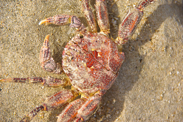 Crabs on the North Shore of Oahu, Hawaii