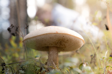 Leccinum scabrum aka birch bolete aka scaber stalk