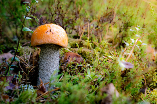 Tiny Leccinum aurantiacum mushroom