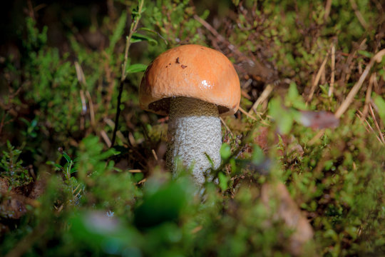 Small Leccinum aurantiacum mushroom