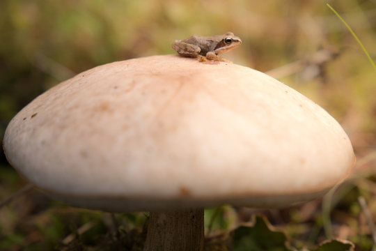 Small frog on top of mushroom