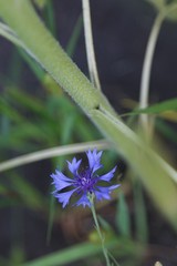 Blue flower in the field 