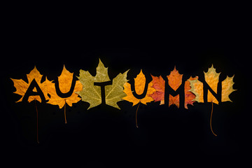 the word autumn on a black background cut out of the spotted colorful autumn maple leaves, autumn concept,