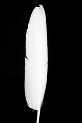 White feather in front of black background
