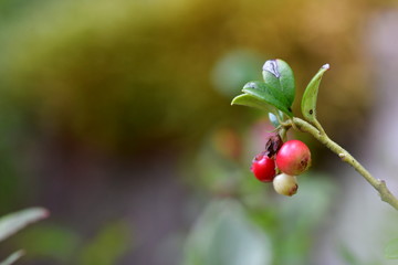 Preiselbeeren