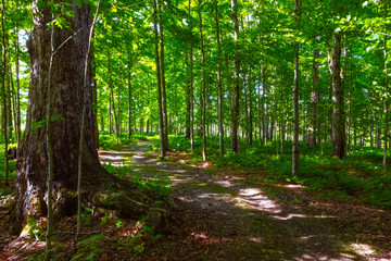 Obraz premium Forest Hiking Trail 