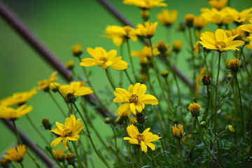 yellow flowers in garden